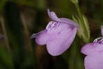 Thickleaf waterwillow